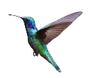 bird-in-flight.webp